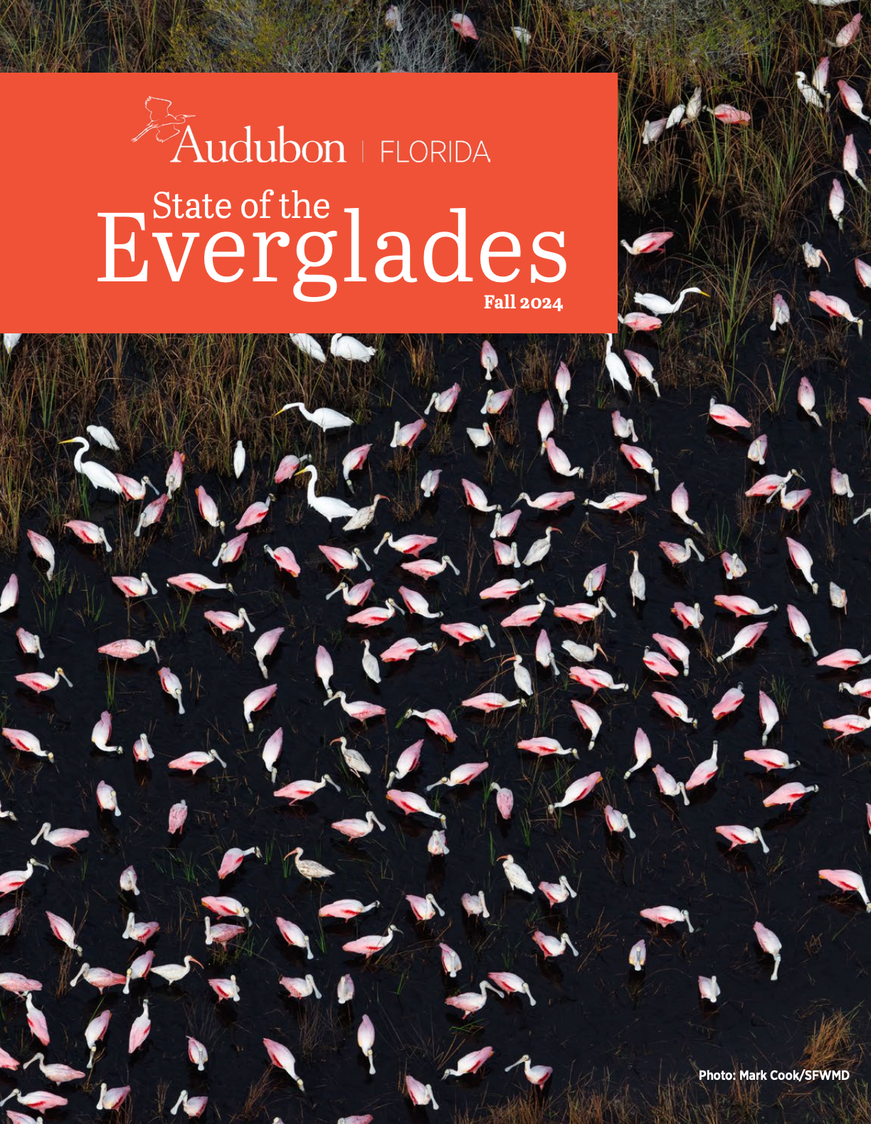 Aerial view of Roseate Spoonbills and other wading birds.